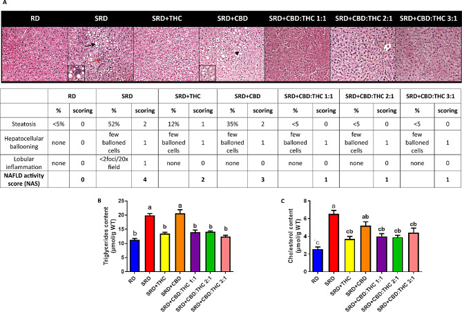 Histological analysis, NAS score and lipid content in liver tissue. A) Representative photomicrograph of histological abnormalities observed in liver sections. The accumulation of lipid droplets (black arrow), ballooning cells (black arrowhead) and inflammatory foci (red arrow) are observed in the liver section H&E-stained. 400× magnification. An inset is used to show, at high magnification, lipid droplets and inflammation foci in the SRD group, and hepatocellular ballooning in the SRD + CO₂ group. Table insert. Histologic scoring system for activity grade of nonalcoholic fatty liver disease (NAS) in liver sections. B) Triglycerides content. C) Cholesterol content. Values are expressed as mean ± SEM, n = 6. Bars that do not share the same letter are significantly different, (P < 0.05), when one variable at a time was compared by one-way ANOVA followed by Newman-Keuls´ test. Triglycerides content: F (DFn, DFd): 1.191 (4, 29), P value: 0.0356; Cholesterol content: F (DFn, DFd): 1.313 (6, 33), P value: 0.0279