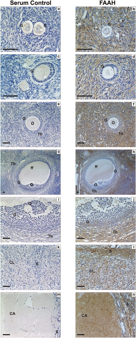 Immunohistochemical staining for FAAH.Images on the left side of the panel represent the negative control (non-immune rabbit serum and images on the right are for FAAH. Images a and b are primordial follicle; c and d are primary follicles; e and f are secondary follicles; g and h are low power images of tertiary follicles; i and j are high power images of tertiary follicles, k and l are corpus luteum, and m and n are images of the corpus albicans. Granulosa cells (G), theca cell layers (Th), the oocyte (O) and follicular fluid (ff) demonstrated FAAH immunoreactivity as did lutein-granulosa cells of the corpus luteum (CL) and corpus albicans (CL), and septa (S). There was a gradation of staining in the granulosa cells of the tertiary follicle with greatest intensity in the mural cells (panel j). The images are representatives from at least two structures and taken at 50×, 200× or 400× magnification. Bar = 50 µm.