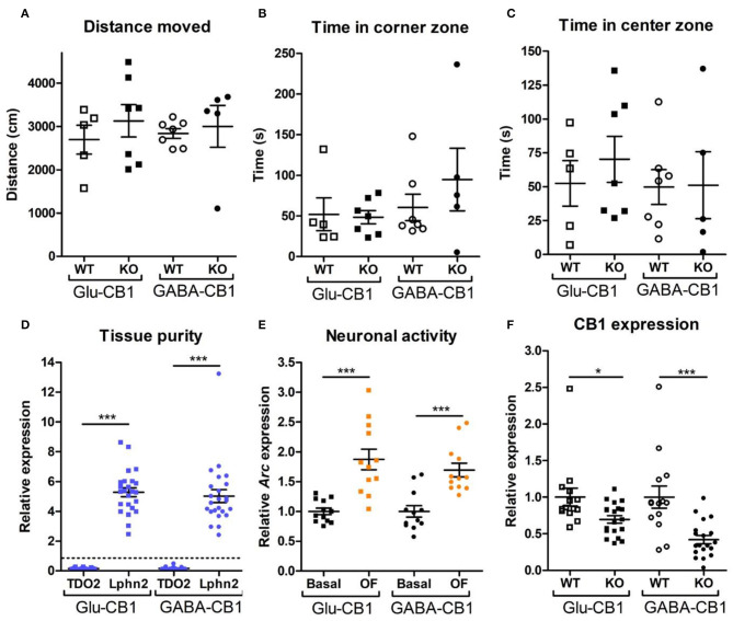 Behavioral and qPCR data used for the selection of the final samples. Samples for RNA-sequencing were selected depending on the purity of the dissected tissue, as well as the anxiety-like behavior and the neuronal activity induced by the exposure to the open field. All animals that are shown were selected for the transcriptomic analysis. (A) Locomotion activity in the open field arena (statistical power = 9.06%; calculated by one-way ANOVA power analysis). (B) Time spent in the corner zones (anxiety-like behavior) of the open field arena (statistical power = 7.92%; calculated by one-way ANOVA power analysis). (C) Time spent in the center zone (anxiolytic-like behavior) of the open field arena (statistical power = 9.81%; calculated by one-way ANOVA power analysis). (D) Gene expression levels for the gene activity-regulated cytoskeleton-associated protein (Arc) showed increased neuronal activity upon brief exposure to a new environment (open field arena). CB1-WT and their respective conditional CB1-KO samples were pooled together in each of the groups shown. (E) The purity of the tissue resulting from the microdissection of the hippocampus was checked by measuring the expression levels of tryptophan 2,3-deoxygenase (TDO2) and latrophilin 2 (Lphn2), which are specific for the DG and the CA. The graph shows only CA tissue samples that were normalized and compared to the respective DG samples (dashed line). (F) Gene expression levels of CB1 (cnr1) in the CA regions of CB1-WT mice and the respective conditional CB1-KO animals. Samples from basal state and open field group were pooled together. Bars represent mean ± S.E.M. Unpaired t-Test with Welch's correction when variances between groups were different. *p < 0.01; ***p < 0.001.
