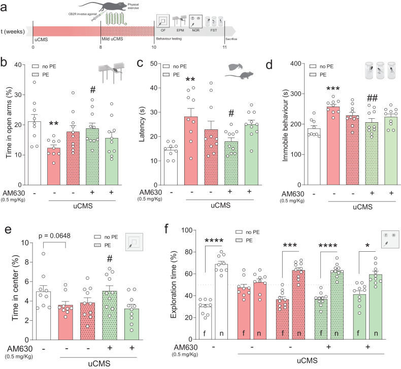 CB2R inhibition in combination with PE counteracts chronic stress-induced behavioural impairments.a Schematic representation of the experimental design. b uCMS induces anxiety-like behaviour (decrease in time spent in open arms during EPM) that is ameliorated by AM630 treatment in combination with PE. c Increased latency to groom in the SST evoked by uCMS returns to similar levels as CTRL with AM630 treatment in combination with PE. d uCMS-induced immobile behaviour in FST is decreased in animals subjected to AM630 treatment in combination with PE. e Treatment with AM630 in combination with PE increases time spent in the centre zone of the OF test. f uCMS-induced cognitive impairments in NOR are ameliorated by PE alone or in combination with AM630 treatment. Data presented as mean ± SEM and circles represent individual data points (animals) [Student’s t test: ***p < 0.001, **p < 0.01 vs CTRL; Two-way ANOVA: ##p < 0.01; #p < 0.05 vs uCMS; further statistical details in Table S4]. uCMS unpredictable chronic mild stress, AM630 CB2R inverse agonist, PE physical exercise, no PE no physical exercise.