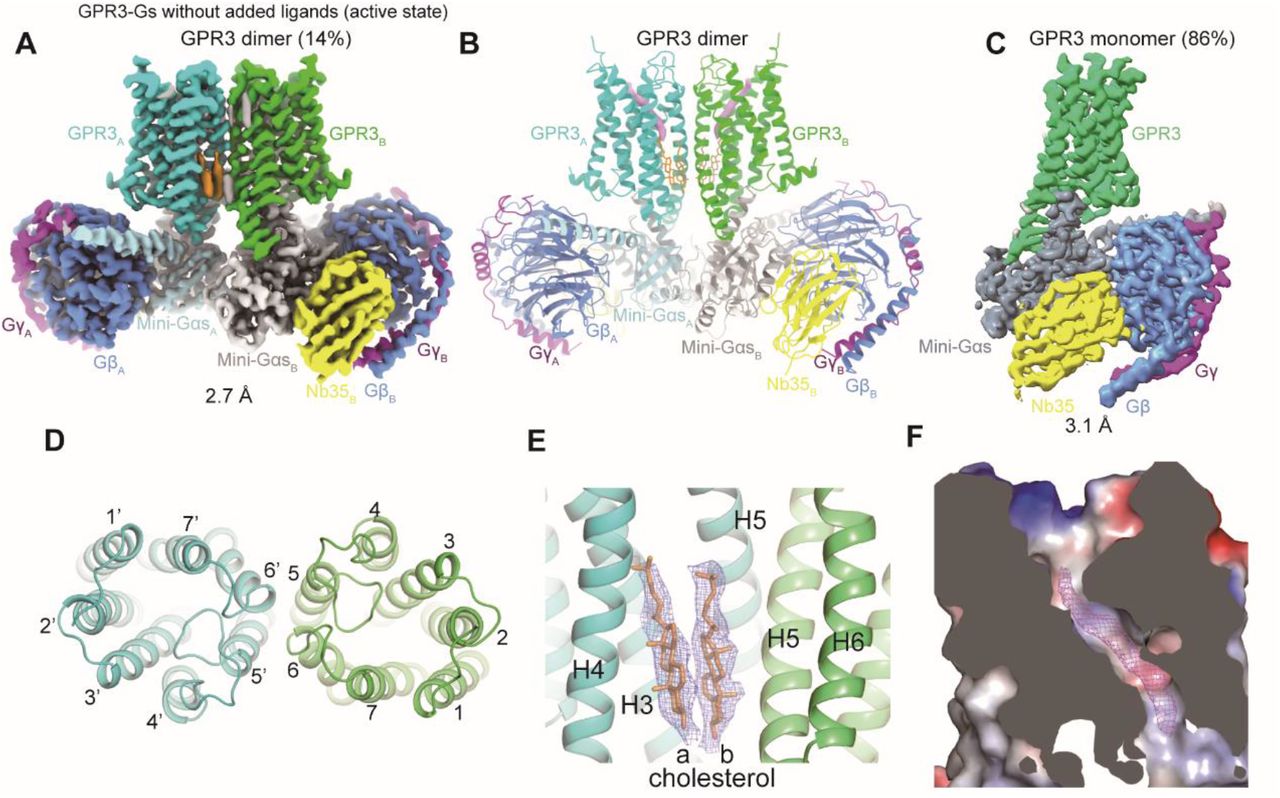 GPR3 forms a dimer in its active state(A) Cryo-EM map of the dimeric GPR3-Gs complex, showing the GPR3 dimer (cyan, green), two copies of mini-Gαs (light blue, grey), Gβ (blue), Gγ (magenta), and Nb35 (yellow).(B) Overall structure of the dimeric GPR3-Gs complex, colored according to the scheme in (A).(C) Cryo-EM map of the monomeric GPR3-Gs complex.(D) Extracellular view of the GPR3 dimer structure.(E) EM density showing the two parallel cholesterol molecules at the dimerization interface of GPR3.