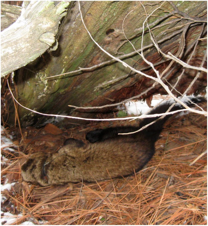 Condition of the undisturbed mortality site in which a fisher (Martes pennanti) mortality due to anticoagulant rodenticide from the southern Sierra Nevada population was found.