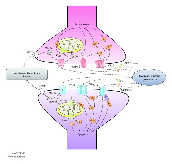 Involvement of cell signaling pathways in neuroprotection of EA pretreatment. This diagram shows the cell signaling pathways involved in the cerebral ischemic tolerance induced by EA pretreatment. PKA: protein kinase A; ERK: extracellular-regulated kinase; cAMP: cyclic adenosine monophosphate; PI3K: phosphatidylinositol 3-kinase; ROS: reactive oxygen species; KATP: ATP-sensitive potassium channel; MMP-9: matrix metalloproteinases-9; NMDAR: N-methyl-d-aspartate receptors; CB2R: cannabinoid receptor type 2; AEA: N-arach-idonoylethanolamine-anandamide; 2-AG: 2-arachidonylglycerol; CB1R: cannabinoid receptor type 1; PSD-95: postsynaptic density 95; nNOS: neuronal nitric oxide synthase; εPKC: epsilon protein kinase C.