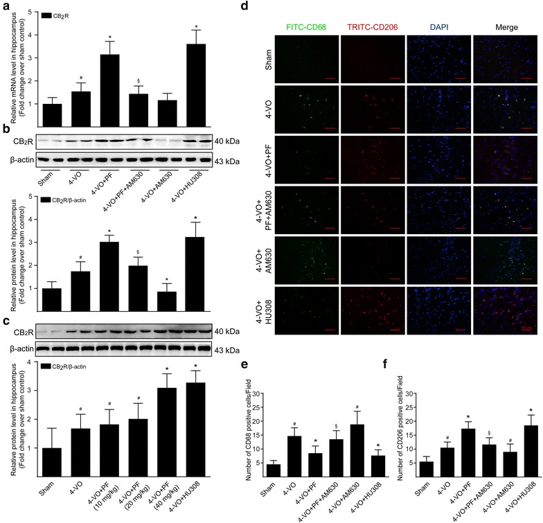 Effects of paeoniflorin on the expression of CB2R and M1/M2 polarization markers in microglia/macrophage in hippocampi of rats after cerebral ischemia. After 28 days consecutive drug treatment, a real-time quantitative PCR analysis of the mRNA level of CB2R in the hippocampus tissues of rats from different groups: sham (sham operated), 4-VO (four-vessel occlusion operated), 4-VO+PF (four-vessel occlusion operated plus paeoniflorin 40 mg/kg/day), 4-VO+PF+AM630 (four-vessel occlusion operated plus paeoniflorin 40 mg/kg/day and AM630 3 mg/kg/day), 4-VO+AM630 (four-vessel occlusion operated plus AM630 3 mg/kg/day) or 4-VO+HU308 (four-vessel occlusion operated plus HU308 3 mg/kg/day). b Proteins were extracted from hippocampi of rats and subjected to Western blotting analysis using primary antibody specific for CB2R. Blots were stripped and re-probed with antibody against β-actin to correct for differences in protein loading. Fold-change in the relative level of CB2R protein is shown after normalizing with β-actin. c CB2R protein level in hippocampi of rats was analyzed by Western blotting from different groups: sham (sham operated), 4-VO (four-vessel occlusion operated), 4-VO+PF (four-vessel occlusion operated plus paeoniflorin 10, 20, 40 mg/kg/day) or 4-VO+HU308 (four-vessel occlusion operated plus HU308 3 mg/kg/day). d Hippocampus tissue sections were co-stained for CD68 (M1 marker; green) or CD206 (M2 marker; red) and DAPI (blue). The images were observed and captured by a confocal laser scanning microscope. Scale bar: 50 μm. e, f Quantitative analysis of the number of CD68-positive and CD206-positive cells per visual field in the hippocampal CA1 region of rats. Each bar represents mean ± SD of three independent experiments. n = 6 rats per group. #P < 0.05 versus sham group, *P < 0.05 versus 4-VO model group, §P < 0.05 versus 4-VO+PF group
