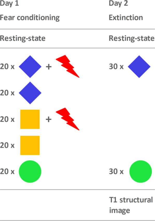 Schematic overview of the experimental setup.On day 1, 20 stimuli of each condition (CS−, CS+a, CS+b, CS+a + US, CS+b + US) were presented 20 times in pseudo-randomised order at a reinforcement rate of 50% in the case of CS+. Blue and yellow depict the conditioned stimuli (CS+a and CS+b), green the neutral stimulus (CS−), and the red arrows represent the unpleasant, unconditioned stimulus (heat, US) applied with a thermal stimulation device on the right shinbone. To avoid biasing effects of colour or shape, shapes and colours of stimuli were balanced over subjects. For fear extinction, CS− and CS+a were presented 30 times each, without presentation of the US. Additionally, a T1 structural image was recorded afterwards on day 2; on both days, resting-state fMRI was acquired prior to task-based fMRI. To ease figure reading, the day 3 scenario (extinction recall) is not presented here and will be presented elsewhere.