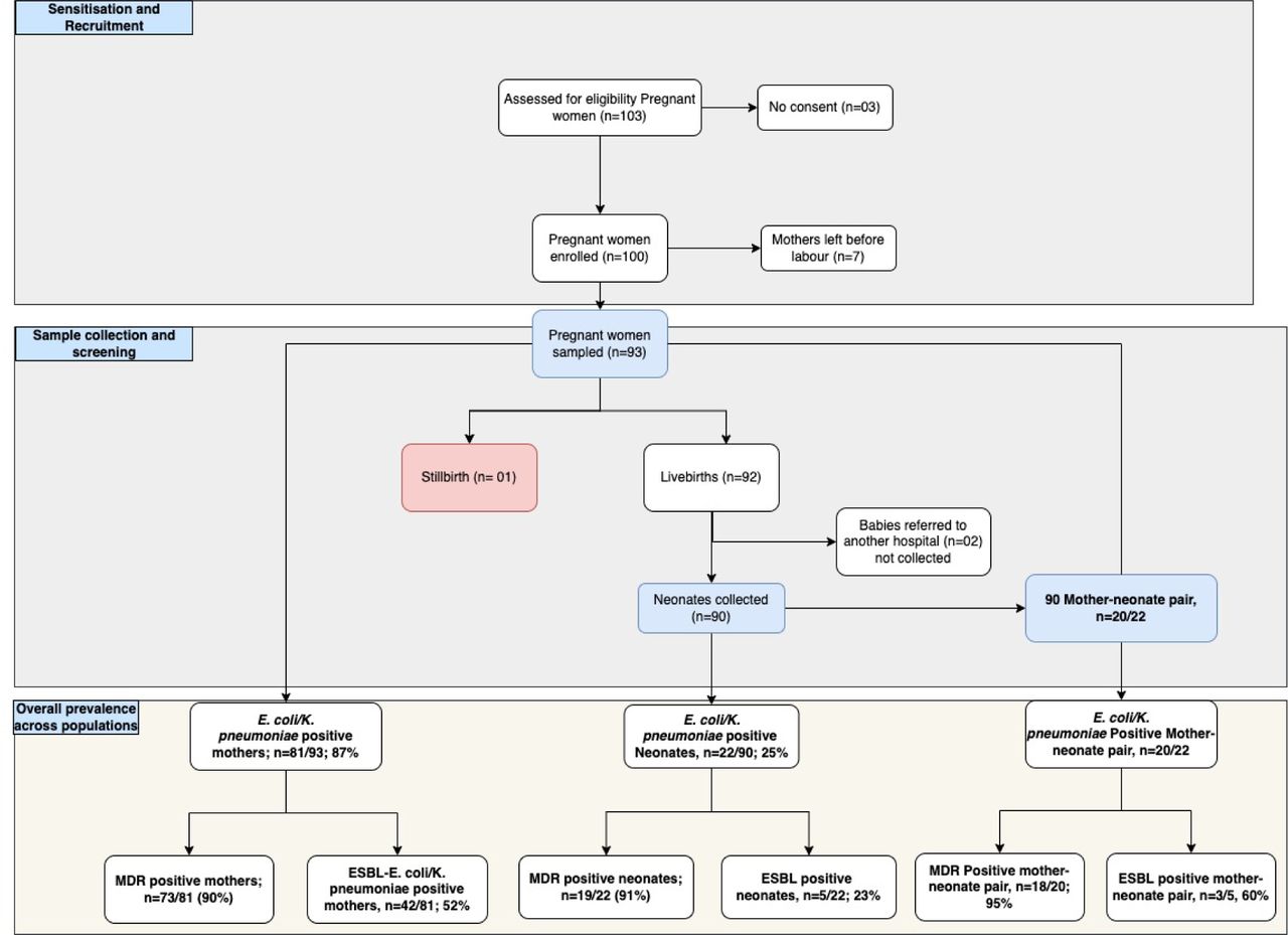 Flow chart summarizing mothers’ and neonates’ recruitment, screening and colonization status.