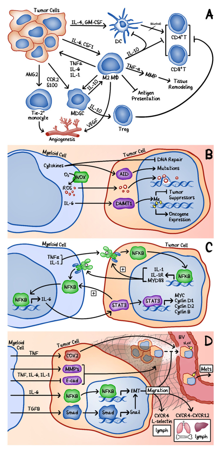 The interplays between tumor cells and inflammatory cells during tumorigenesis. (A) The effect of tumor cells on inflammatory cells. Tumor cells secrete many cytokines to alter the microenvironment to promote tumor growth and invasion and to blunt the anti-tumorigenic immune response. (B) Inflammatory cells affect the genomic stability of tumor cells. AID: activation-induced cytidine deaminase; DNMT1: DNA methyltransferase 1. (C) Inflammatory cells enhance tumor cell proliferation and survival through autocrine and paracrine signaling. (D) Inflammatory cells promote tumor cell migration, invasion, and metastasis through cytokine and chemokine production. COX-2: cyclooxygenase 2; MMP: matrix metalloproteinase; E-cad: E-cadherin; EMT: epithelial-mesenchymal transition; sLex: sialyl Lewis X; CXCR: CXC chemokine receptor; BV: blood vessel.