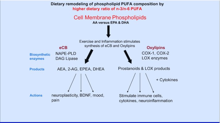Relation between PUFAs and formation of endocannabinoids and oxylipins. Illustrated are the biochemical and physiological connections between dietary PUFAs and remodeling of the PUFA compositions in cellular phospholipids. The types of PUFAs in cellular membrane PLs determine what substrate is available for biosynthesis of eCBs and OxLs (via COX and LOX pathways). Both eCBs and OxLs have substrates in common, belonging to the families of long-chain n–6 and n–3 PUFAs. Hence, dietary PUFAs determine which eCBs and OxLs are elaborated, and the biological consequences of the specific actions of these different compounds are shown. Furthermore, this system is predominantly influenced by AA eCB agonists, because the Western diet is rich in n–6 PUFAs. However, a lower ratio of n–6/n–3 PUFAs, resulting from an elevated intake of EPA and DHA, reduces AA in tissue PLs, and thus lowers biosynthesis of AEA. Exercise increases AEA production in brain and blood; however, it is unknown if n–3 PUFA dietary supplementation replaces AEA while increases those derived from EPA and DHA in the nervous system. To date, it is unclear if EPEA and DHEA result in the same actions as AEA or cause more positive benefits from exercise. At present, the science suggests that reducing AA in tissue PLs with n–3 PUFAs lowers biosynthesis of proinflammatory OxLs and increases BDNF. AA, arachidonic acid (20:4n–6); AEA, anandamide; BDNF, brain-derived neurotrophic factor; COX, cyclooxygenase enzymes; DAG, diacylglycerol; DHEA, N-docosahexaenoyl ethanolamide; eCB, endocannabinoid; EPEA, N-eicosapentaenoyl ethanolamide; LOX, lipoxygenase enzymes; NAPE-PLD, N-acylphosphatidyl ethanolamine–specific phospholipase D; OxL, oxylipin; PL, phospholipid; 2-AG, arachidonoylglycerol.