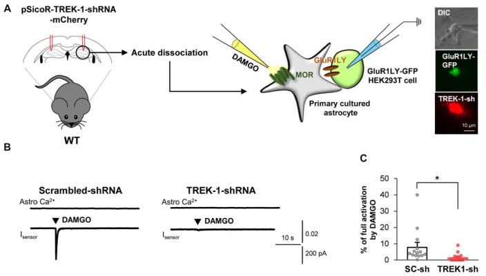 Astrocytic glutamate release upon MOR activation is mediated by TREK-1. (A) Left, schematic diagram of sniffer-patch with acutely dissociated astrocytes from pSicoR-TREK-1-shRNA-mCherry-injected hippocampus and GluR1LY-GFP-expressing HEK cells. Right, differential interference contrast image and fluorescent image of GluR1LY-GFP-expressing HEK cell (green) and TREK-1-shRNA-mCherry-infected hippocampal astrocyte (red). (B) Representative traces of Ca2+ response and inward current in acutely dissociated hippocampal astrocyte of scrambled-shRNA and TREK-1-shRNA-injected mouse. (C) Summary bar graph for DAMGO-induced glutamate current normalized by the full activation current in scrambled shRNA and TREK-1-shRNA-injected mice. Data from at least three independent mice for each group. Unpaired two-tailed t-test with Welch’s correction (*P < 0.05).