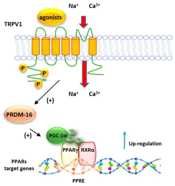 Representative mechanism of regulation PPARγ by TRPV1. Following the activation by agonists, TRPV1 promotes the activity of PRDM16 which in turn induces the activation of PGC1α, a major co-activator of the PPRA/RXR complex.