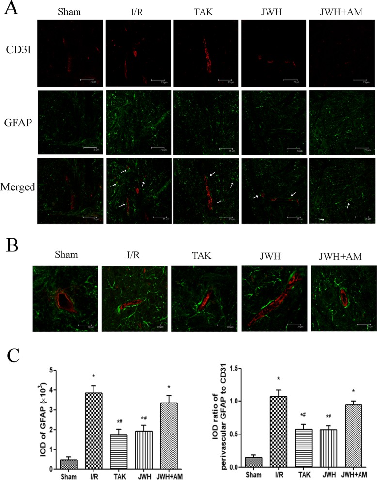 Effects of JWH-133 pretreatment on the perivascular activation of astrocytes after I/R injury in the gray matter of spinal cord. a Representative immunofluorescence images of reactive astrocytes (GFAP; green) colocalized with capillary endothelial cells (CD31; red) at day 2 after injury. Arrows show the perivascular expression of GFAP. Scale bars are 75 μm. b Higher magnification images of reactive astrocytes (GFAP; green) colocalized with capillary endothelial cells (CD31; red) at day 2 after injury. Scale bars are 30 μm. c Quantification of GFAP or its perivascular expression is represented as the average IOD or IOD ratio of perivascular GFAP to corresponding CD31. The positive fluorescence labeling of GFAP in the spinal cord and that along microvessels both increased after I/R injury, which could be downregulated by JWH-133 or TAK-242 pretreatment. All results are represented as mean ± SEM (n = 5). *P < 0.05 vs. sham group; #P < 0.05 vs. I/R group