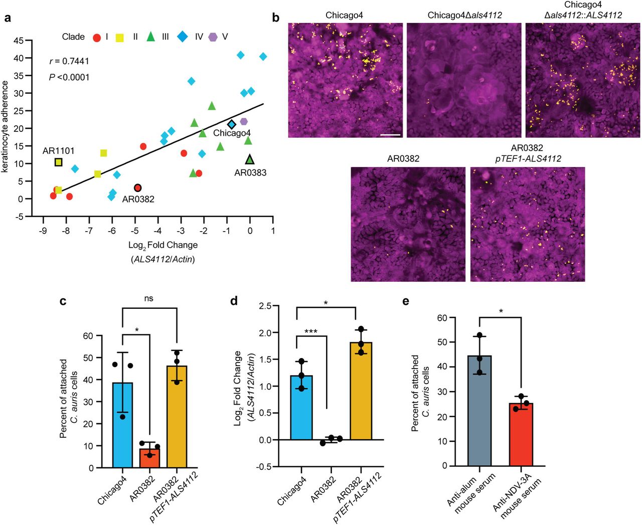 Modulating Als4112 expression levels regulates C. auris adherence to keratinocytes(A) ALS4112 transcript abundance is associated with adhesion to keratinocytes in the same 33 C. auris isolates from (1B). Log2 fold change values are expressed relative to AR0383 and normalized to Actin. Each point signifies the mean of three biological replicates. Pearson correlation coefficient and P value are indicated. (B) Representative immunofluorescence images showing keratinocyte adherence of Chicago4, Δals4112, and complement strains generated in the Chicago4 background, as well as AR0382 and AR0382 pTEF1-ALS4112 strains. Magenta = keratinocytes, yellow = C. auris. Images are presented in pseudo color. Scale bar, 100 μm. (C) Overexpression of ALS4112 using pTEF1 promoter significantly enhanced keratinocyte adhesion in the poorly adhesive AR0382 background. (D) pTEF1 promoter significantly increased the transcript level of ALS4112 in AR0382 background, as measured by qRT-PCR. (E) Chicago4 cells pretreated with anti-NDV-3A serum exhibited reduced adherence to keratinocytes compared to cells pretreated with control serum. Values represent the mean ± s. d., calculated from three biological replicates (C, D, and E). Statistical differences were assessed using one-way ANOVA with Dunnett’s multiple comparisons test (C and D) or unpaired t test (E); *P ≤ 0.05; ***P ≤ 0.001; ns: P > 0.05.