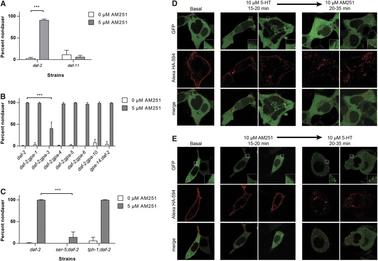 AM251 functions upstream of gpa-3 and ser-5 to suppress dauer formation. (A) AM251 does not prevent dauer formation in daf-11(m47) mutants. (B) The gpa-3 G-protein subunit is partially required for AM251 to prevent dauer formation in daf-2(e1368) mutants. (C) AM251 requires the serotonin receptor ser-5 to prevent dauer formation in the daf-2(e1368) background, but is not affected by the loss of tph-1. (D) Heterologous expression of HA-tagged SER-5 and mouse β-arrestin2-EGFP in HEK 293T cells. Incubation with 10 μM 5-HT for 20–35 min robustly induced β-arrestin2-EGFP (green punctae) recruitment to cell surface membranes of HEK-293T cells expressing HA-SER-5 (red). As is typical for GPCRs including mammalian serotonin receptors, internalization of the receptors can also be detected following serotonin treatment (intracellular red punctae). Addition of AM251 did not reverse serotonin-induced β-arrestin2-EGFP translocation or receptor internalization, suggesting that it is not acting as an antagonist at the receptor. (E) In contrast, β-arrestin2-EGFP recruitment was not observed in cells treated with 10 μM AM-251 for 20–35 min and this treatment failed to prevent 10 μM 5-HT induced β-arrestin2-EGFP recruitment and HA-SER-5 internalization, again, suggesting that AM251 does not act as an antagonist at this receptor. The experiment was performed over three individual transfections of HEK-293T cells that received AM251 and serotonin each time. Images are representative of over 50 images collected for each treatment. For all panels, pairwise comparisons are indicated: *** P < 0.001. EGFP, enhanced green fluorescent protein; GPCR, G protein-coupled receptor.