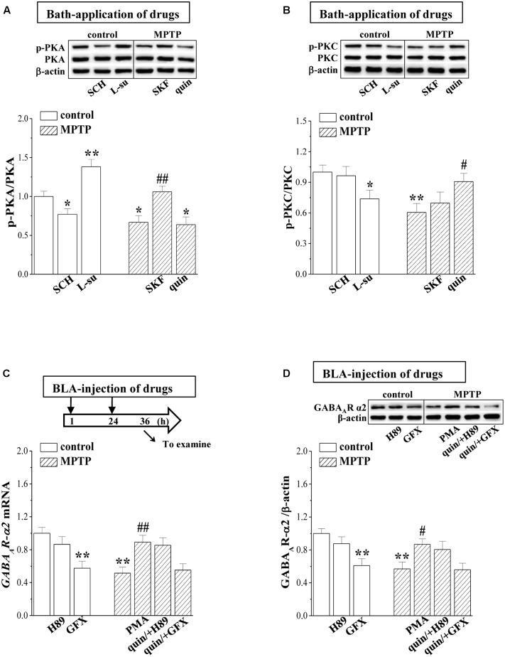 MPTP-reduced PKC signaling suppresses GABAAR expression. (A,B) Representative blots of phospho-PKA and phospho-PKC in BLA of control mice treated with bath-application of SCH23390 (SCH) or L-sulpiride (L-su) and in MPTP-mice treated with bath-application of SKF38393 (SKF) or quinpirole (quin). Densitometric values of phospho-PKA and phospho-PKC normalized by the PKA and PKC protein were normalized by control levels. ∗p < 0.05 and ∗∗p < 0.01 vs. control mice; #p < 0.05 and ##p < 0.01 vs. MPTP-mice (two-way ANOVA). (C,D) Bar graphs show levels of GABAAR-α2 mRNA and GABAAR-α2 protein in BLA of control mice treated with BLA-injection of H89 or GF109203X (GFX); in MPTP-mice treated with BLA-injection of PMA, or the co-administration of quinpirole and H89 (quin/+H89) or GF109203X (quin/+GFX). (C) Time chart of the experimental procedure (upper panel). ↓: time of drug administration; ↘: time of RT-PCR and Western blotting. ∗p < 0.05 and ∗∗p < 0.01 vs. control mice; #p < 0.05 and ##p < 0.01 vs. MPTP-mice (two-way ANOVA).
