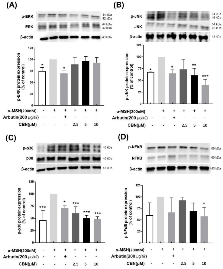 Cannabinol (CBN) modulates the phosphorylation of key proteins in the MAPK signaling pathway and the activation of NF-κB. The regulatory effect of CBN on upstream signaling was investigated by examining the mitogen-activated protein kinase (MAPK) pathway and the NF-κB transcription factor using Western blot analysis. B16F10 melanoma cells were treated with various concentrations of CBN for 48 h. The figure displays the immunoblots and corresponding quantitative graphs, which show the levels of total and phosphorylated proteins for the three major MAPK components and the expression of NF-κB: (A) ERK, (B) JNK, (C) p38 and (D) NF-κB. CBN treatment resulted in the modulation of the phosphorylated (p-) forms of these kinases, indicating the regulation of the MAPK signaling cascade, and the suppression of NF-κB protein level. GAPDH or the corresponding total protein served as the internal control for normalization. The graphs represent the relative phosphorylation levels, expressed as a ratio of the phosphorylated protein to the total protein, or as a percentage of the untreated control. n = 2 for α-MSH-untreated group, only α-MSH-treated group, and positive control; n = 4 for CBN-treated samples. All data are presented as the mean ± SD from independent experiments. * p < 0.05, ** p < 0.01, *** p < 0.001.