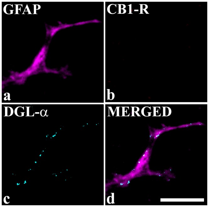 Astrocytes cultured from CB1-R knock out mice do not express CB1-Rs. Micrographs of a single 1 µm thick laser scanning confocal optical section illustrating the co-localization between immunolabeling for GFAP (a marker for astrocytes, magenta,; (a,d) and DGLα (cyan; c,d), and the lack of immunostaining for CB1-R (b) in the process of an astrocyte cultured from CB1-R knock out mouse. The merged image on d shows that puncta immunoreactive for DGLα are located within the confines of the glial process stained for GFAP. Scale bar: 10 µm.