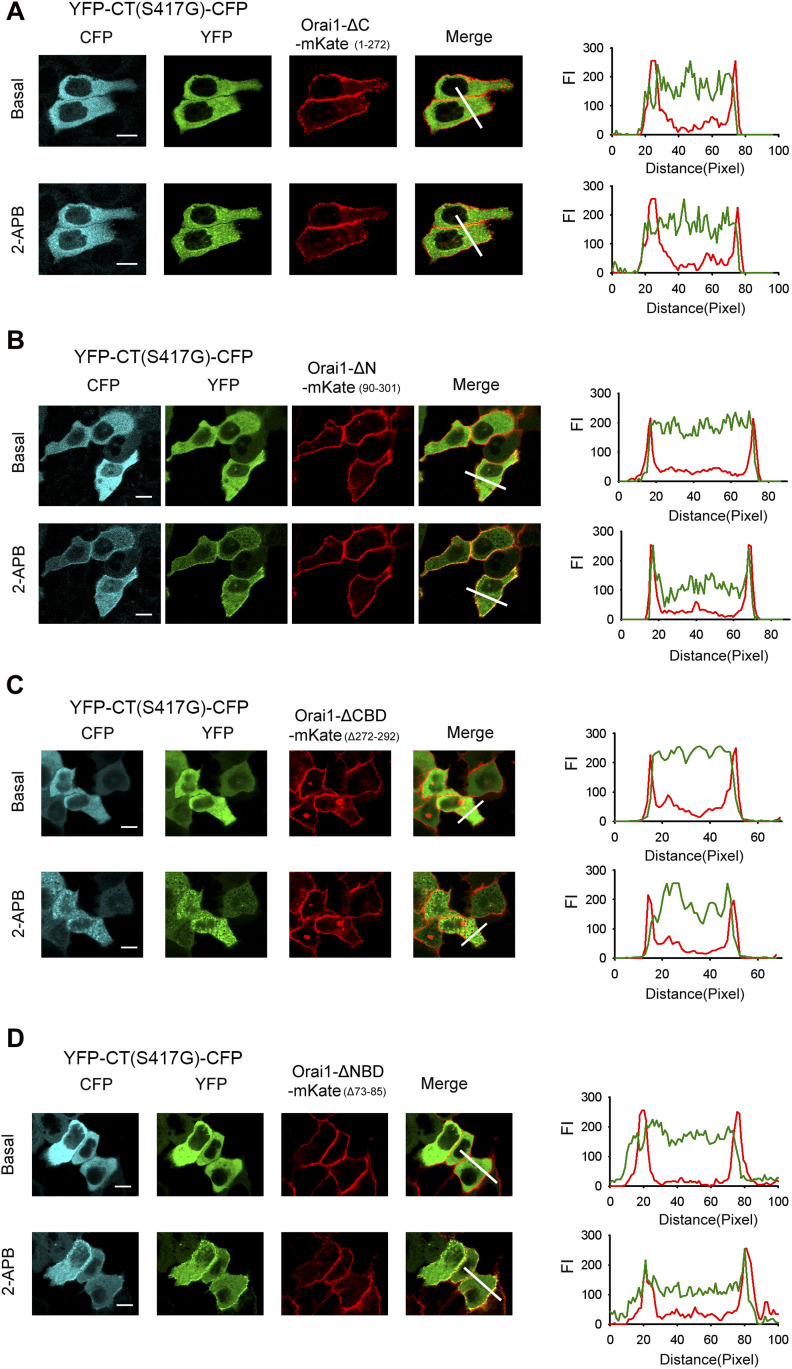 Both CBD and NBD of Orai1 is required for 2-APB–induced coupling between the STIM1 C-terminus mutant (S417G) and Orai1.((A, B, C, D) left) Representative fluorescent images of the indicated YFP-CT (S417G)-CFP construct coexpressed with the indicated Orai1 mutants before and after application of 2-APB (50 μM). Note that when coexpressed with Orai1-ΔN-mKate or Orai1-ΔNBD-mKate but not with Orai1-ΔC-mKate or Orai1-ΔCBD-mKate, the cellular distribution of YFP-CT-CFP is changed after the addition of 2-APB. However, the redistribution of YFP-CT (S417G)-CFP coexpressed by these N-terminal mutants is weaker than coexpressed by WT Orai1. ((A, B, C, D) right) Line-scan intensity plots depicting the distribution of YFP-CT (S417G)-CFP (green line) and Orai1 mutants (red line) between the cytosol and PM, as indicated by the solid line before (upper panel) and 5 min after (lower panel) application of 2-APB. Bar = 10 μm.