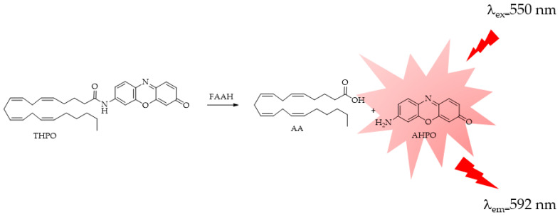 FAAH-responsive fluorescent probe THPO: (THPO = arachidonic acid derivative of 7-amino-3H-phenoxazin-3-one (AHPO).