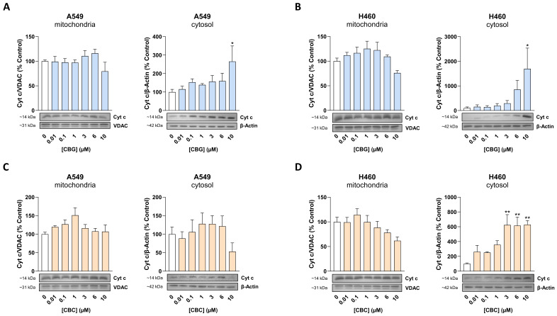 Concentration-dependent effect of CBG (A,B) and CBC (C,D) on the release of mitochondrial cytochrome c (Cyt c) into the cytosol of A549 and H460 cells. Cells were incubated with CBG or CBC at the indicated concentrations for 24 h. Bar chart values were derived from densitometric analyses of the blots. Cyt c levels were normalized on VDAC (mitochondrial fraction) and β-actin (cytosolic fraction). All percentages refer to the respective vehicle control (mean = 100%). The blots shown are representative and originate from partially different biological replicates when comparing cytosolic and mitochondrial fractions in a panel. In (D) the same VDAC blot is shown as in Supplementary Figure S10D, as the same membranes were stripped and reprobed for different target proteins. Data represent the mean ± SEM of 3 biological replicates. * p ≤ 0.05, ** p ≤ 0.01 vs. corresponding vehicle control; statistical analyses were performed on VDAC- and β-actin-normalized data expressed as percentages of the respective vehicle control using one-way ANOVA with Dunnett’s post hoc test.