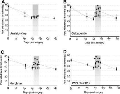 Effects of systemic administration of analgesic compounds on sensitised behavioural reflex responses following perineural HIV-1 gp120 treatment. Paw withdrawal thresholds in response to cutaneous punctate mechanical stimulation with an electronic von Frey device were measured in animals following perineural HIV-1 gp120 to one sciatic nerve and the effect of drugs delivered at the time of peak behavioural change assessed. Ipsilateral values are displayed before, during and after i.p. administration of each pharmacological agent (■) versus the appropriate vehicle () as paw withdrawal threshold (g). Drug administration period (days 15-18) represented by shaded area. For all measurements, each value is the mean ± SEM and statistical significance (∗P < 0.05) of any differences between drug and vehicle threshold values was determined by a Kruskal–Wallis one-way ANOVA with Dunn’s all pairwise multiple comparisons group post hoc analyses. (A) Amitriptyline (10 mg/kg i.p. b.d.) (n = 8) had no significant effect on behaviour versus the saline vehicle control (n = 8). (B) Gabapentin (30 mg/kg i.p. b.d.) (n = 8); (C) Morphine (2.5 mg/kg i.p. b.d.) (n = 8); and (D) the mixed CB1/CB2 cannabinoid receptor agonist WIN 55,212-2 (2 mg/kg i.p. b.d.) (n = 8) all significantly reversed behavioural reflex sensitivity to mechanical stimulation versus the appropriate vehicle control (n = 8).