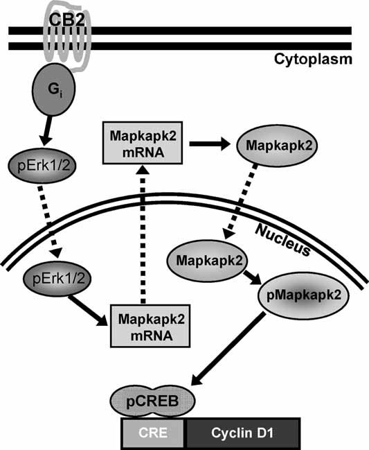 Model of CB2 mitogenic signaling in osteoblasts. Gi protein activation is followed by enhanced ERK1/2 phosphorylation and accumulation of Mapkapk2. p-Mapkapk2 phosphorylates and activates CREB, resulting in transcriptional activation of cyclin D1 and cell proliferation. Arrows = activation events; dashed arrows = translocation events.