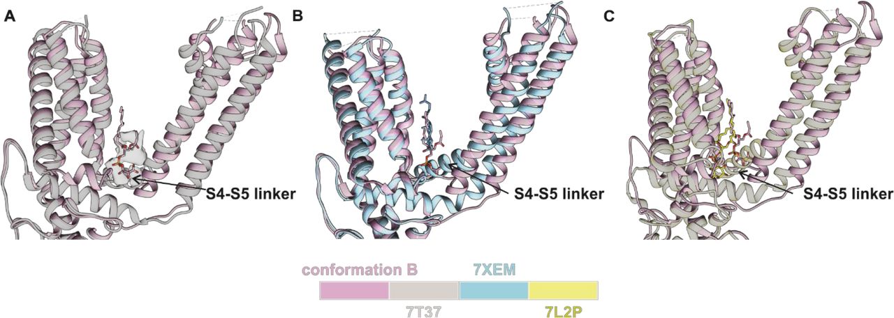 Structural comparison of lipids in the vanilloid pocket. (A) Comparison between conformation B and TRPV2 in the presence of 2-APB and CBD (PDB:7T37). Lipid in conformation B is shown in stick and density attributed to lipid in 7T37 is presented as a white surface. (B) Comparison between conformation B and TRPV2 with cholesterol bound (PDB:7XEM). Lipids in vanilloid pocket are shown in stick. (C) Comparison between conformation B and TRPV1 apo form (PDB:7L2P). Lipids in the vanilloid pocket are presented in stick.