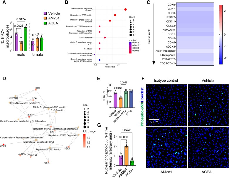 Effect of CB1 stimulation on kinase activity and p53 nuclear translocation. (A) Proliferating male and female Apoe−/− BMDMs treated with vehicle, 10 µM AM281 or 1 µM ACEA for 24 h (n = 4). (B) Top 10 enriched kinase pathways and (C) heatmap of kinase activity in male Apoe−/− BMDM treated with vehicle or 1 µM ACEA for 60 min (n = 4). Values indicate mean kinase statistic; significantly different kinases with median final score > 1.2 are shown. (D) Interaction map showing kinase pathways regulated in ACEA-stimulated male BMDMs. (E) Proliferation rates in male BMDM treated with vehicle, AM281 (10 µM) and p53 inhibitor (PFT-α; 25 µM) for 24 h (n = 3). (F and G) Phospho-p53 immunostaining (green) and quantification of nuclear p53 translocation in male Apoe−/− BMDMs treated with vehicle, 1 µM ACEA or 10 µM AM281 for 60 min. Nuclei were stained with Hoechst33342 (blue); scale bar: 50 μm (n = 4). Each dot represents one mouse and all data are expressed as mean ± S.E.M. One-way ANOVA followed by Tukey test (H and I), two-way ANOVA followed by Tukey test (A, E, and G). Male and female were analysed independently (A).