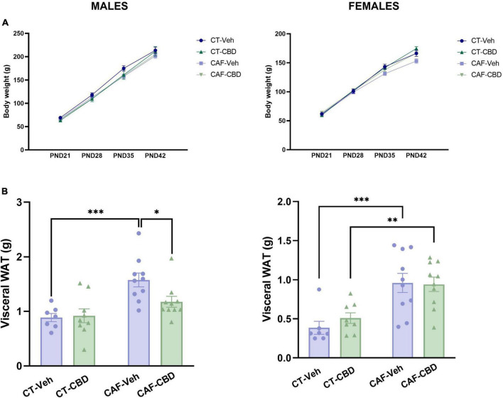 Offspring’s body weight and visceral white adipose tissue (WAT). Neither male nor female offspring showed influences of maternal diet or cannabidiol (CBD) treatment in weight at weaning (PND21) and the following 3 weeks of treatment (A). Maternal diet increased visceral fat deposit in both male and female cafeteria diet (CAF)-Veh offspring with CBD effect only in males (B). Data are presented as mean ± SEM. n = 8–10/group. *p < 0.05 **p < 0.01 ***p < 0.001.