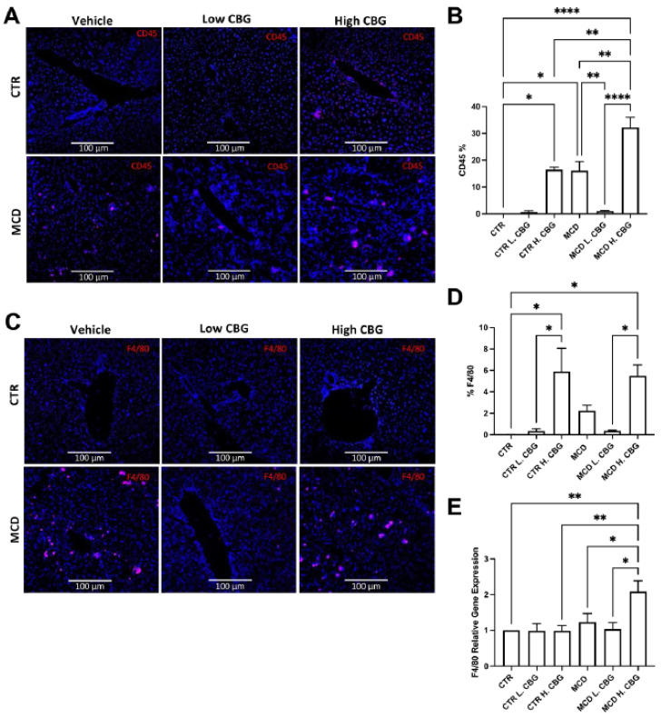 Immunofluorescence staining and RT-qPCR were utilized to measure inflammation in liver tissues. Representative image of liver frozen sections stained for white blood cells showing CD45 in red and DAPI in blue (A, 20×), which was quantified using ImageJ (B). The infiltration of macrophages (F4/80+) were shown in red, while nuclei were shown in blue by DAPI staining (C). Images of F4/80 was also quantified using ImageJ (D). Quantification of mRNA expression of F4/80 (E). * p < 0.05, ** p < 0.01, **** p < 0.0001.