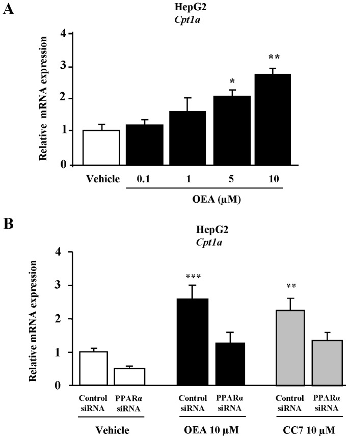 mRNA expression of CPT1a in HepG2 cells.(A) The CPT1a mRNA expression was determined by qRT-PCR after the incubation of cells with OEA (0.1, 1, 5 and 10 μM) for 48 h. (B) HepG2 cells were serum deprived for 16 h and transfected with PPARα-specific siRNA or control siRNA followed by incubation with 10 μM of OEA and CC7 for 48 h. Then, the CPT1a mRNA was determined by qRT-PCR. Expression was normalized to GAPDH expression. Experiments were repeated 3 times and results are presented as x-fold induction over vehicle treated cells. Columns represent the mean ± SEM, and these data were analyzed by Student’s t test. *P<0.05, **P<0.01 and ***P<0.01 vs vehicle or control siRNA.