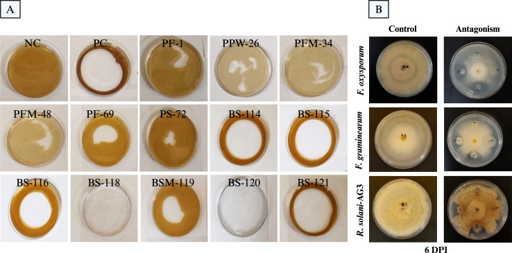 Panel A shows fifteen labeled Petri dishes from the oil-dispersion assay used to evaluate biosurfactant production by bacterial isolates. The bacterial isolates exhibit varying degrees of oil displacement indicating differences in biosurfactant activity.