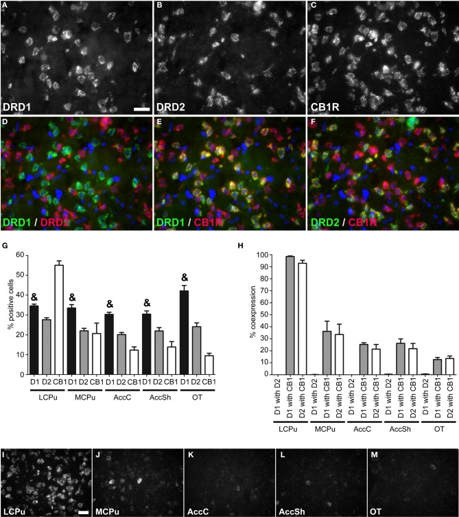 Coexpression of the cannabinoid receptor 1 with both DRD1 and DRD2. (A–F) Example of staining in the lCPu. Nuclei were stained using DAPI (blue). Clear expression for the DRD1 (A), DRD2 (B) and cannabiniod 1 receptor (CB1R) (C). White bar, 25 μm. (D) No coexpression found for DRD1 and DRD2. (E,F) Clear coexpression for DRD1 and CB1R and DRD2 and CB1R. (G) Quantification of the expression of DRD1, DRD2 and CB1R. Bars represent the mean percentage (+s.e.m.) of DAPI stained nuclei that are positive for DRD1, DRD2, or CB1R, where “&” indicates a significant difference of p < 0.05 in the mean percentage of DRD1 positive cells compared to DRD2 positive cells (as determined by the Mann–Whitney U test). (H) Quantification of coexpression of DRD1, DRD2, and CB1R. Bars represent the mean percentage (+s.e.m.) of cells expressing DRD1 also expressing DRD2, the percentage of DRD1 expressing cells also expressing CB1R and the percentage of DRD2 expressing cells also expressing CB1R. (I–M) Example pictures of CB1R expression in the five regions defined within the striatum. White bar, 30 μm.