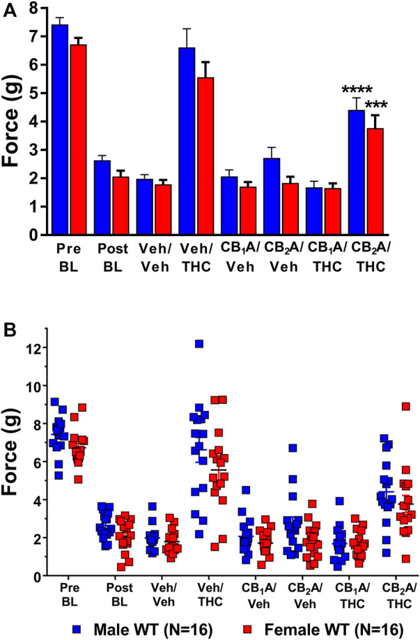 Mediation of the anti-allodynic effects of 10 mg/kg ∆9-THC by CB1 and/or CB2 receptors. (A) Aggregate and (B) Individual Plots graphs showing male (blue squares) and female (red circle) wild-type (WT) mice showed a full reversal of allodynia following pretreatment with 10 mg/kg of ∆9-THC. Mice were treated and then assessed for the amount of force (g) required to elicit a paw withdrawal response 30 min are pretreatment with either vehicle, 10 mg/kg of the CB1 receptor inverse agonist SR141716A, or 10 mg/kg of the CB2 receptor inverse agonist SR144528 and again 60 min following treatment with either vehicle or 10 mg/kg ∆9-THC. Error bars represent the mean ± SEM. Each mouse was tested in triplicate and those values averaged to determine a single value for each mouse each day of testing. Data were analyzed using a two-way ANOVA with Bonferroni post-hoc tests. [***p < 0.001; ****p < 0.0001; compared to both pre- (Pre) and post- (Post) Cisplatin baselines (BL)]. Sample sizes for each dosing combination (shown in parentheses) include 16 male and 16 female WT mice.