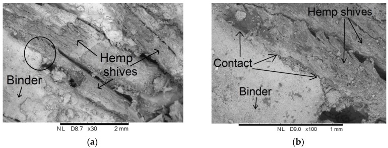 Scanning Electron Microscope (SEM) Image of contact between hemp shiv and binder of lime–hemp composite: (a) magnification 30×, and (b) magnification 100×.