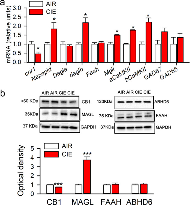 Effects of chronic intermittent ethanol exposure on endocannabinoid-related gene and protein expression in the LHb.Adult male Long-Evans rats were intermittently exposed to either ethanol vapor (CIE) or air (Air) for 8 weeks. The LHb tissue was harvested at 24 h after vapor off. The mRNA levels of genes associated with endocannabinoid signaling including Cnr1, Napepld, Dagla, Daglb, Faah, Mgll, as well as genes related to excitatory and inhibitory neurotransmission, like aCaMKII, bCaMKII, Gad67, and Gad65 were measured in CIE (n = 11) and air control (Air, n = 6) rats. The protein levels of CB1Rs, MAGL, FAAH, and ABHD6 in the LHb were also measured. Panels (a) and (b) display quantitative mRNA levels and protein expression in these two groups. The Western blot and RT-qPCR tests were repeated three times. All data are expressed as mean ± SEM. *p < 0.05, ***, p < 0.001, CIE vs. Air group revealed by an unpaired t test.