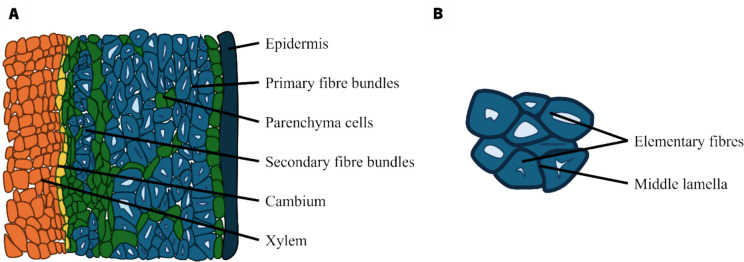 Cross-section of a hemp stem. Organization of the outer tissues (A). Middle lamella linking the elementary fibers together (B)