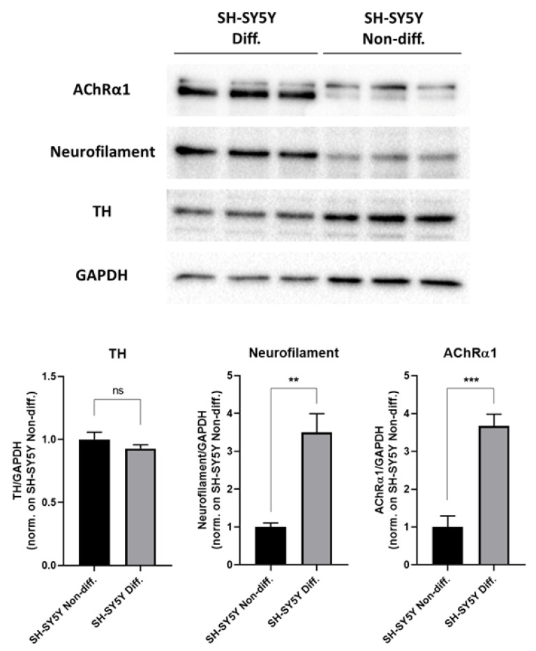 Characterization of RA-differentiated SH-SY5Y cells. Differentiated and non-differentiated SH-SY5Y cells were compared, and the protein levels of TH, Neurofilament, and AChRα1 neuronal markers were evaluated via Western blot assays. Protein levels are doubly normalized against GAPDH and SH-SY5Y non-differentiative cells and expressed as the mean ± SD. There were three biological replicates per condition. ** p < 0.01; *** p < 0.001; ns stands for not significant. The complete primary data and statistical analysis are reported in Table S1.