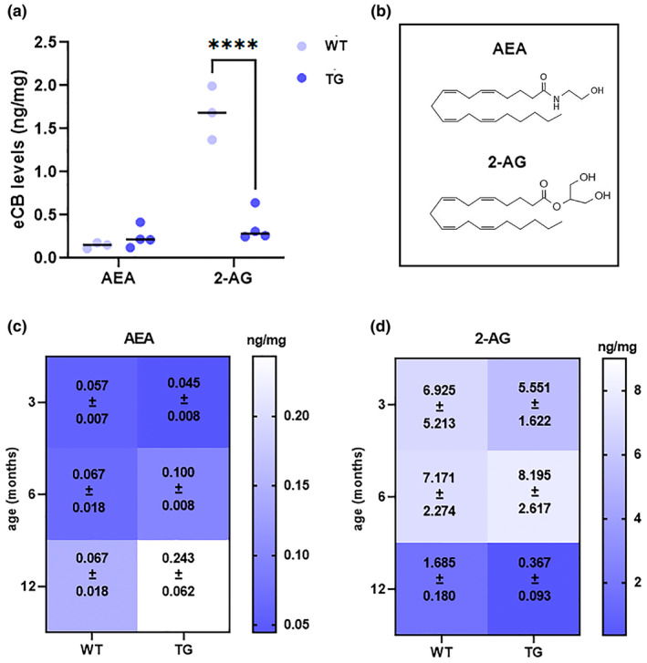 Endogenous levels of AEA and 2‐AG in the retinas of WT and TG mice. (a) The figure shows UPLC‐MS/MS analysis of AEA and 2‐AG in 12‐month‐old TG and WT mice. The dots indicate individual samples (n = 3–4). (b) Chemical structures of AEA and 2‐AG. (c) Heatmap showing AEA levels in 3‐, 6‐ and 12‐month‐old retinas of WT and TG; (d) heatmap showing 2‐AG levels in 3‐, 6‐, and 12‐month‐old retinas of WT and TG. The numbers on the heatmaps represent mean ± SEM (n = 3–4). Details of the statistics are reported in Table S1. For abbreviations see the abbreviations list.