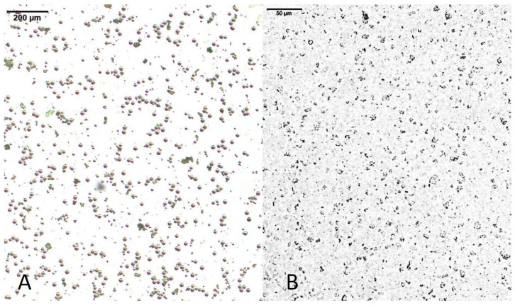 Microscopic images of (A) IA-MPs (scale bar: 200 µm); (B) IH-MPs (scale bar: 50 µm).