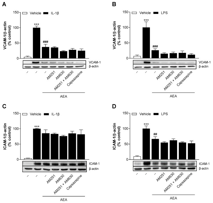 Analysis of the involvement of cannabinoid receptor targets in the effect of AEA on IL-1β- or LPS-induced VCAM-1 and ICAM-1 protein expression in HCAEC. Cells were preincubated with the respective receptor antagonist (1 µM) or vehicle for 1 h and then incubated for a further 24 h with 10 ng/mL IL-1β and AEA (10 µM) or vehicle. In the case of LPS, cells were preincubated for 1 h with the respective receptor antagonist or vehicle, then treated for 1 h with 10 µM AEA or vehicle, and finally coincubated for 24 h with 1 µg/mL LPS or vehicle. Protein expression was determined by Western blot analysis. Cells treated with IL-1β or LPS alone served as controls (100%). The values were normalized to β-actin and presented as means ± SEM of n = 3 (A,C), n = 4 (B) or n = 5 (D) independent experiments. *** p ≤ 0.001 vs. vehicle control; ## p ≤ 0.01, ### p ≤ 0.001 vs. IL-1β or LPS control; one-way ANOVA plus Bonferroni post hoc test.