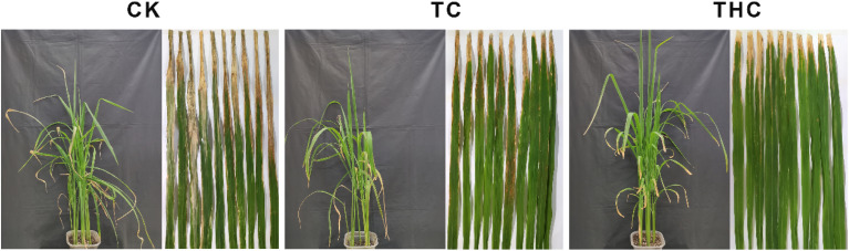 The curative activity of TC and THC against Xoo at 0 µg mL−1 (served as CK), TC-200 µg mL−1, and THC-200 µg mL−1.