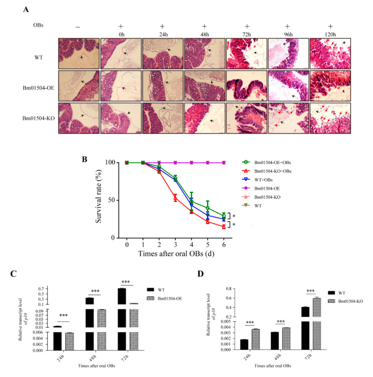 Anti-B. mori nucleopolyhedrovirus (BmNPV) activity of Bm01504-OE/ Bm01504-KO. (A) Paraffin sections of anterior midgut of transgenic silkworm infected with oral occlusion bodies (OBs) at different time. The midgut cells of Bm01504-OE, Bm01504-KO, and WT without oral OBs were orderly arranged and the PM structure was intact, and there was no difference among Bm01504-OE, Bm01504-KO, and WT. The structure of the midgut and PM did not change in Bm01504-OE, Bm01504-KO, and WT after oral OBs (0–24 h). However, the PM of Bm01504-KO was damaged in the following hours (48–120 h), with disordered midgut cells (48–72 h) and gradual nuclei loss (96–120 h). The PM of Bm01504-OE and WT were also damaged, but at later time points than Bm01504-KO (72–120 h), with similar disordered midgut cell arrangements being observed in both Bm01504-OE and WT (72–96 h). A smaller number of the nuclei were lost in WT compared with Bm01504-KO (120 h), and to an even lesser extent in Bm01504-OE than in WT. Black arrows show the location of the PM and red arrows show the exfoliated nuclei; (B) Survival rates of the transgenic silkworm larvae after infection with oral OBs. Each experiment included OB -infected or non-infected Bm01504-OE, Bm01504-KO, and WT silkworms (n = 30 per group); (C,D) Analysis of p10 transcript levels in Bm01504-OE, Bm01504-KO and WT silkworms at 24, 48, and 72 h after infection with oral OBs d, Day; p10, late expressed gene in BmNPV. * p < 0.05, *** p < 0.001.