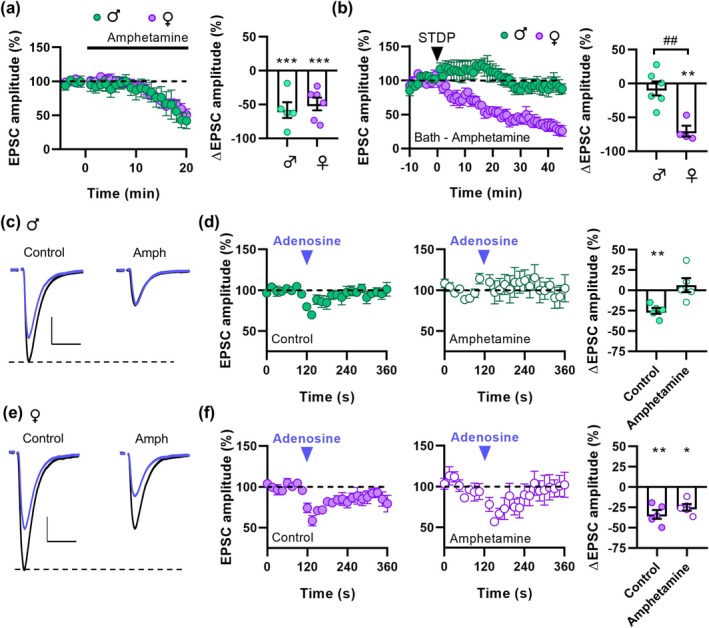 Amphetamine occludes A1 receptors and t‐LTD in males but not in females. (a) Time course (left) and changes in EPSC amplitude (right) when amphetamine was added to the bath. (b) t‐LTD time course (left) and change in EPSC amplitude (right) after t‐LTD induction in the presence of amphetamine in males and females. Black arrowhead indicates t‐LTD induction. (c) Representative EPSC traces obtained from male mice before (black) and after adenosine application (blue) in control and in the presence of amphetamine. Scale bars: 100 pA, 20 ms. (d) Time course and change in EPSC amplitude in the different experimental conditions in male mice. (e) and (f) Like (c) and (d) but for female mice. Blue arrowheads indicate adenosine puff application. Data are expressed as mean ± s.e.m. Statistical differences comparing baseline with 45 min after t‐LTD induction and basal with adenosine application (paired Student's t‐test) are expressed as (*) p < 0.05, (**) p < 0.01 and (***) p < 0.001. Statistical differences comparing t‐LTD in males and females (unpaired Student's t‐test) are expressed as (##) p < 0.01.