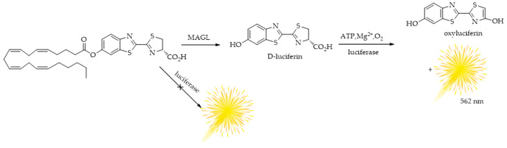 Bioluminescence reactions of the bioluminescence probe for MAGL, arachidonoyl luciferin.
