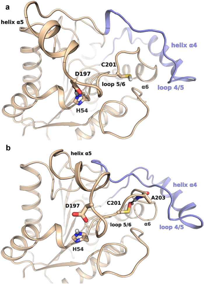 The open lid-domain conformation is favoured by the maintenance of the polar interaction between H54 and D197 (a). The modification of C201 into sulfenic acid promotes a conformational rearrangement of the loop 5/6 (b). This event is related to the formation of a hydrogen bond between the sulfenyl function of oxidized C201 with the backbone of A203 and to the disruption of the polar contact between H54 and D197, which bring to the reshaping of the overhead loop 4/5.