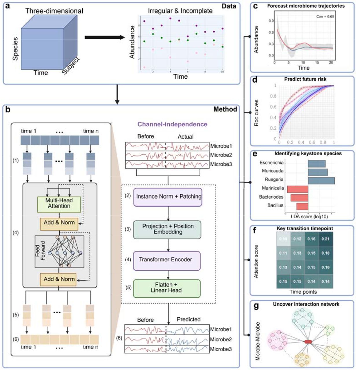 Overview of MicroProphet framework. (a) The structure of the longitudinal microbiome data.The data are represented as a three-dimensional matrix consisting of species, time, and subject dimensions. Due to inconsistent sampling time points across subjects, the data exhibit a missing and irregular distribution. (b) The overall architecture of MicroProphet framework. The input consists of multiple univariate time series representing microbial abundances. Instance normalization and patching (Instance Norm + Patching) are applied for data preprocessing. The core of the framework is a Transformer encoder, which captures dynamic relationships between microbes. The encoder includes a multi-head attention mechanism and a position embedding module. The output is generated via a linear head after flattening. (c-g) Applications of MicroProphet in different contexts. c, real-time monitoring of microbial dynamic trajectories; d, predicting an individual’s future health status; e, identifying keystone microbial species; f, identifying key transition timepoints using attention mechanism; g, inferring interaction networks among microbes.
