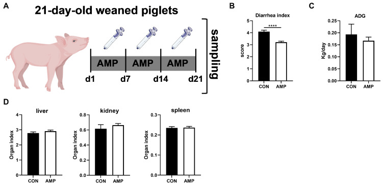 Effects of AMP treatment on the diarrhea, daily weight gain, and organ index of weaned piglets. (A) Experiment scheme of piglet antibiotic model; (B) Diarrhea index score; (C) ADG of piglets; (D) Organ index. Values are presented as the mean ± SEM. ****, p < 0.0001.