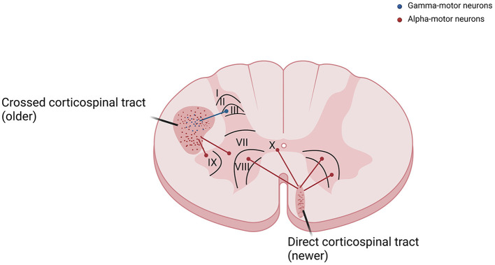 The corticospinal tract is divided into crossed corticospinal tract and direct corticospinal tract. Fibers that reach gamma-motor neurons, responsible for the control of the stretch reflex, are predominantly part of the phylogenetically older lateral or cruciate corticospinal tract. Fibers that reach alpha-motor neurons in the laminae IX and X of spinal cord anterior horns, responsible for the control of voluntary movements, are predominantly part of the newer anterior corticospinal tract.