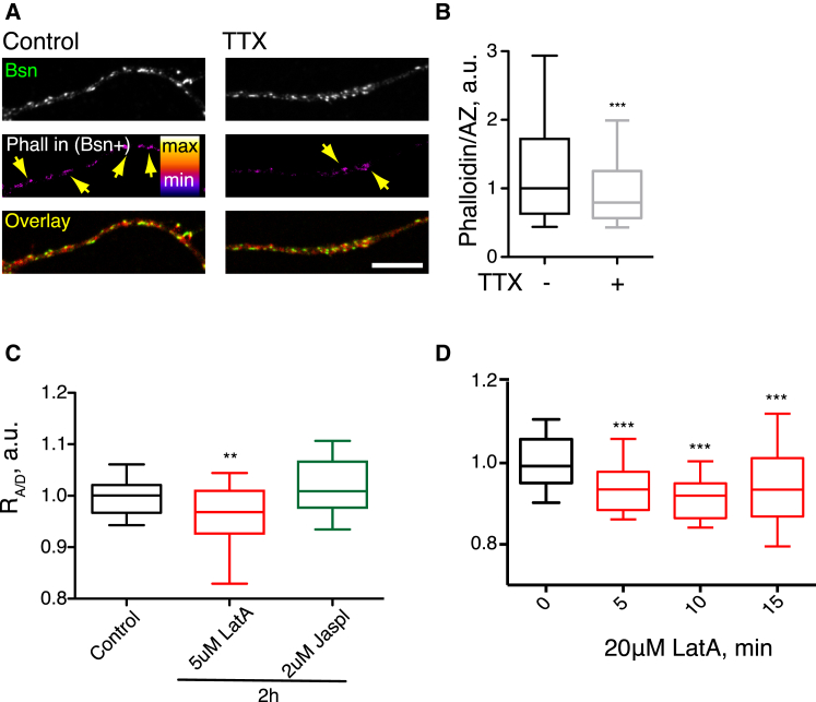 Activity-Dependent Actin Dynamics Regulate AZ Clustering(A) Synaptic F-actin levels are regulated by activity. Neurons were treated with TTX for 48 hr and stained for Bsn and AF647-Phalloidin. Second row depicts Phalloidin signal present in Bsn-positive puncta (AZs).(B) The intensity of Phalloidin staining in Bsn-positive puncta in control and TTX-treated cultures. One region of interest corresponds to one Bsn-positive punctum. n = 3, 310–806 regions of interest/experiment.(C) The effect of 2-hr incubation with 5 μM actin-depolymerizing drug Latrunculin A (LatA) or 2 μM actin-polymerizing drug Jasplakinolide (Jaspl) on RA/D. n = 4, 15 regions of interest/experiment.(D) Depolymerization of actin by 20 μM LatA rapidly decreases RA/D.Error bars indicate 10–90 percentile range.