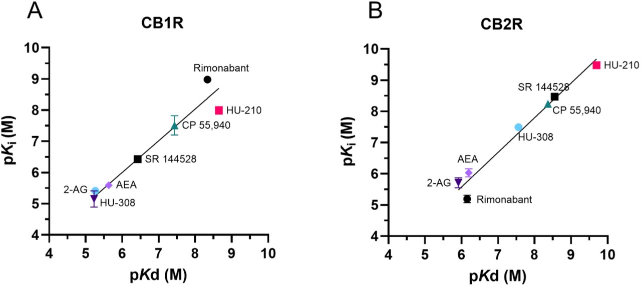 Kinetic versus equilibrium affinity estimatesCorrelation between affinity values obtained from equilibrium displacement (pKi) and kinetic binding experiments (pKD) for the seven test compounds at (A) CB1R and (B) CB2R. pKi values were taken from D77 competition binding experiments at equilibrium (see Figure 6). The values comprising the kinetically derived KD (koff/kon) were taken from the experiments shown in Figure 7 and Figure 8.